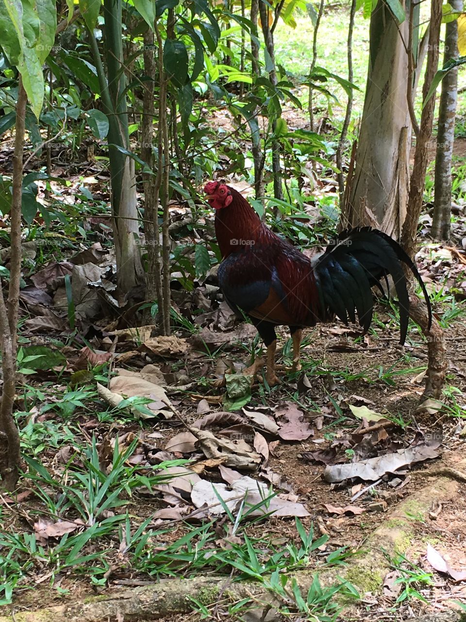 Hiking Rooster