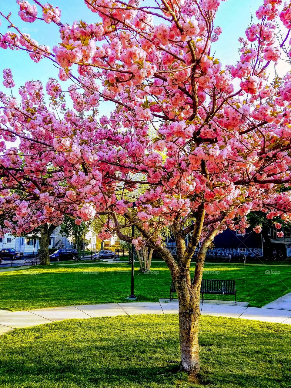 Beautiful Cherry Blossom