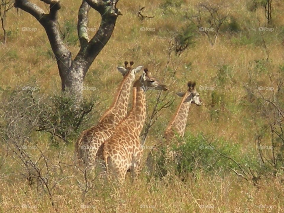 A trio of giraffes relax near a tree