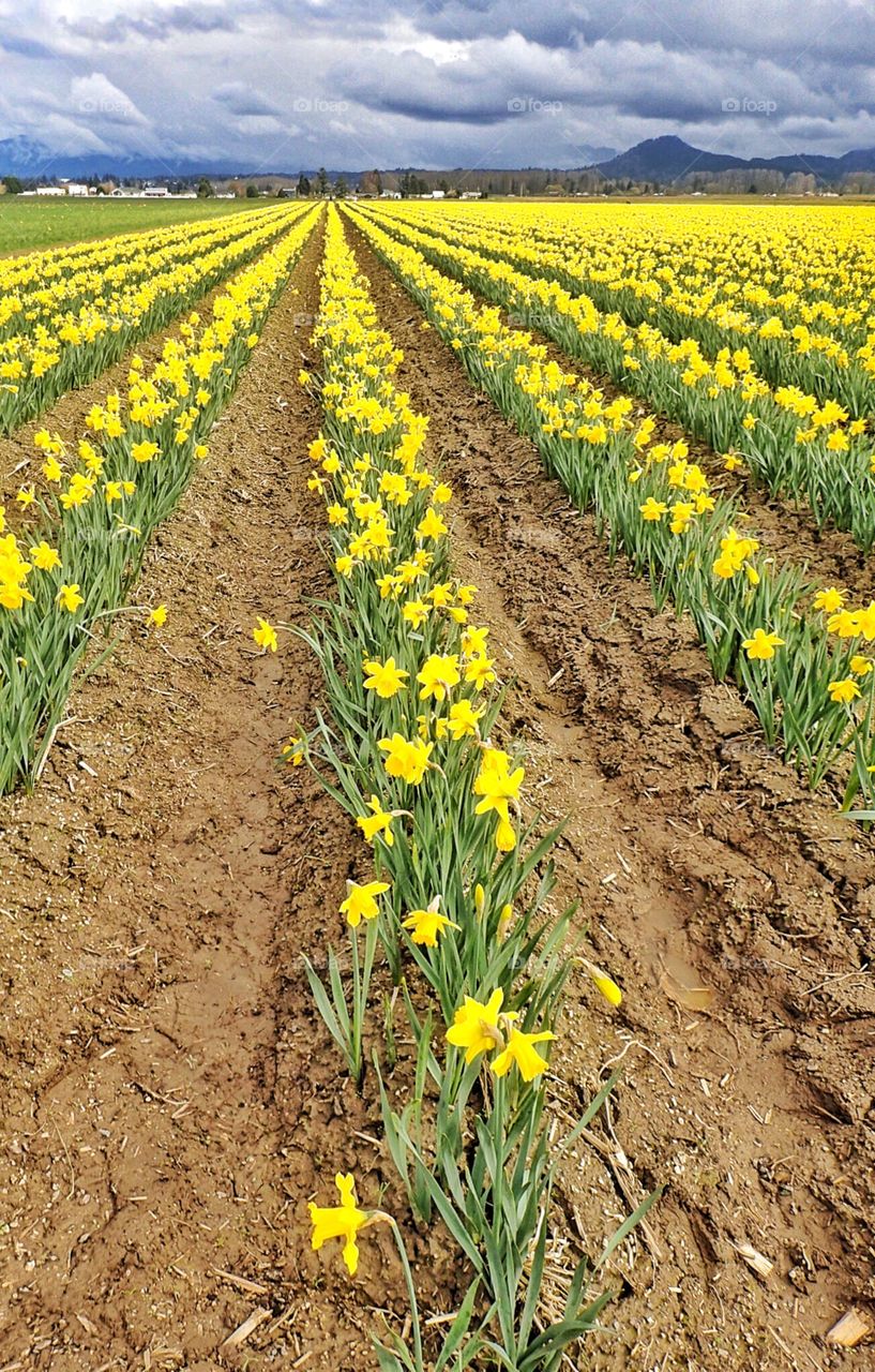 Field of daffodils