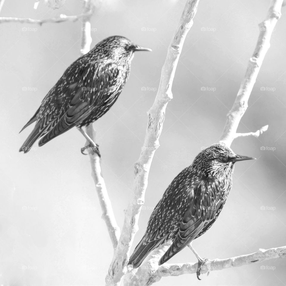 Two starlings in black and white 