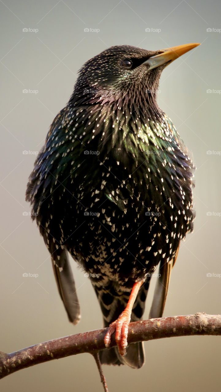 Starling