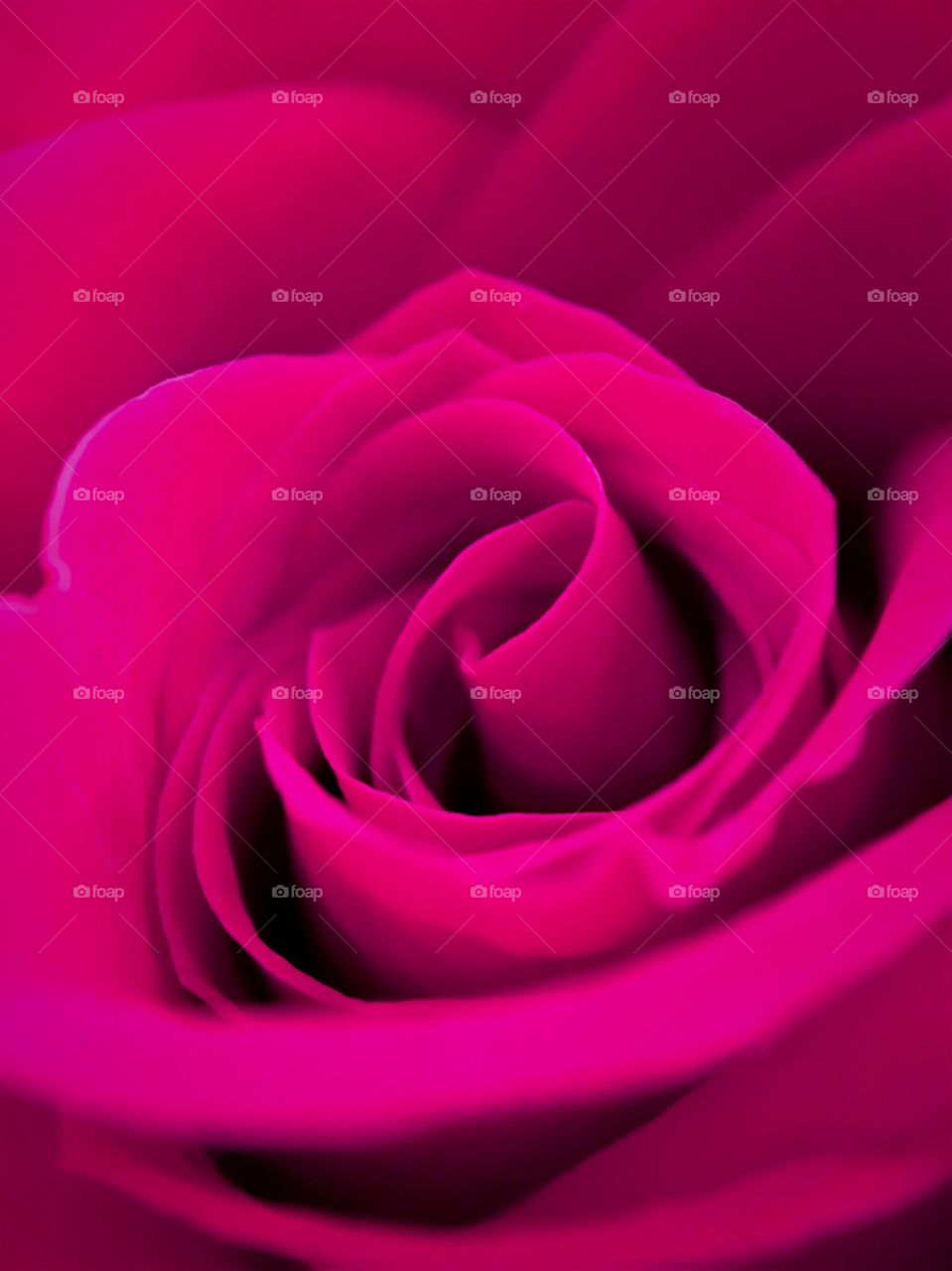 Full frame of pink rose