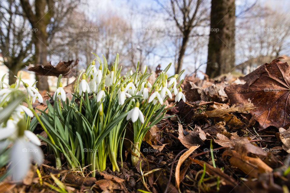 snowdrops are the first signs of spring. wildflowers popping up