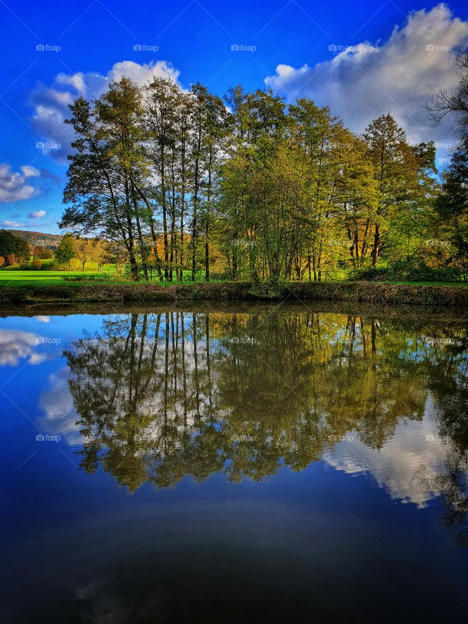 trees between lake and sunny blue sky