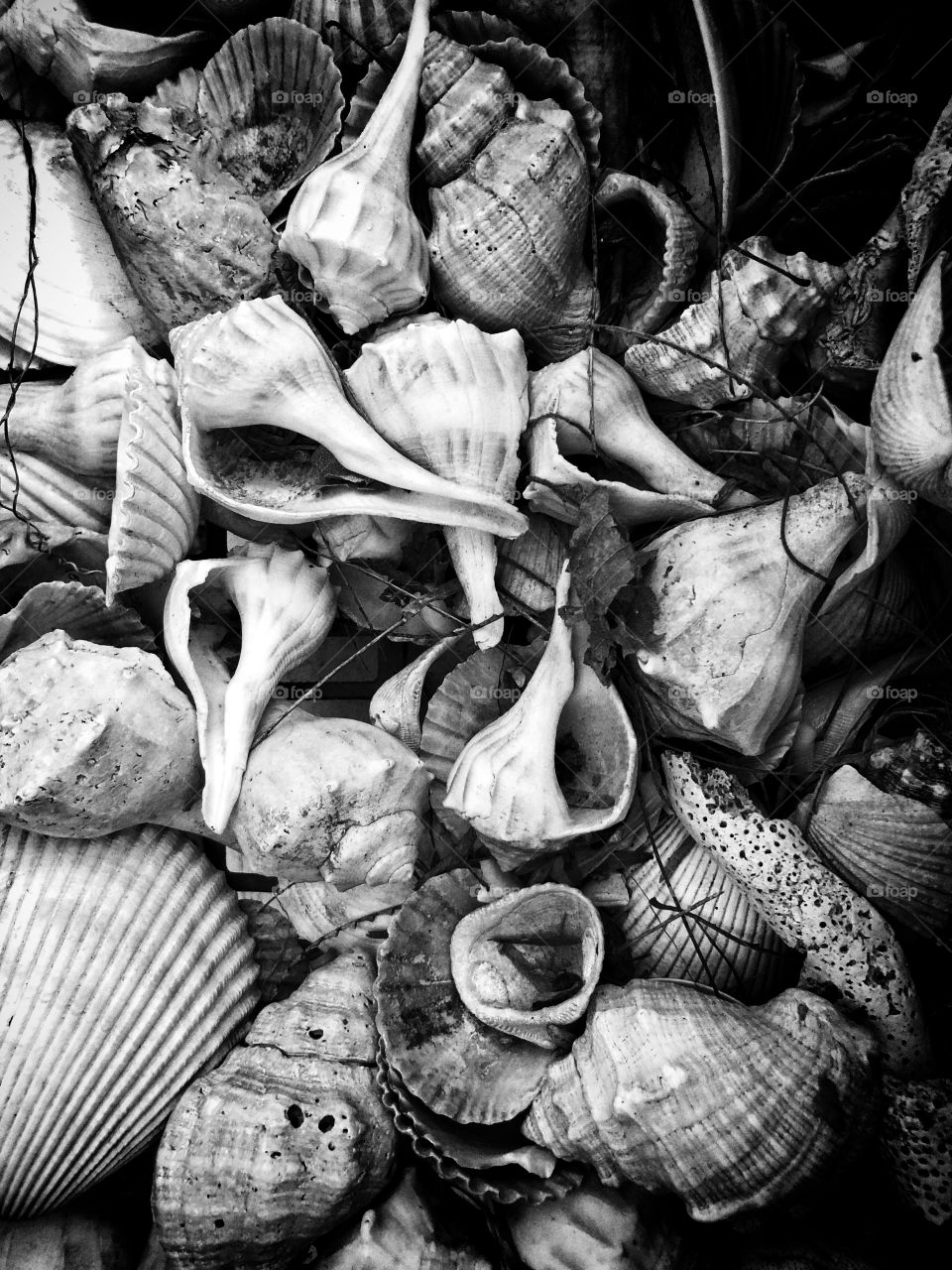 Seashells in black and white 