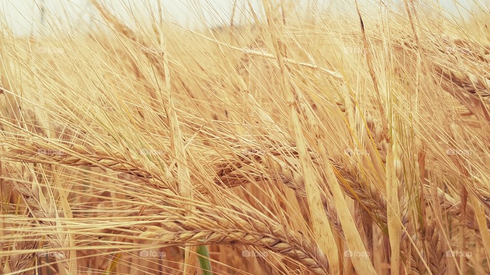 Grains in the wind