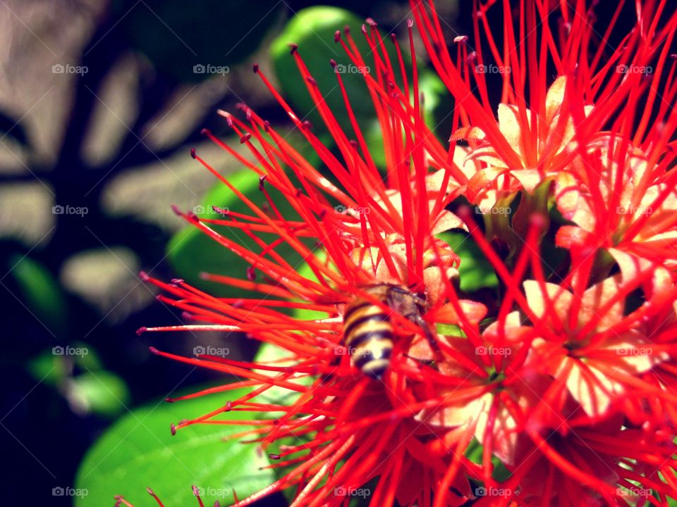 Beautiful macro shots