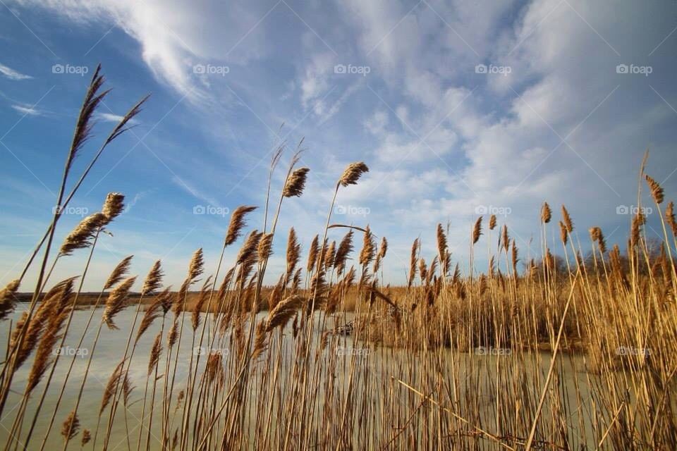 Plum island scene 