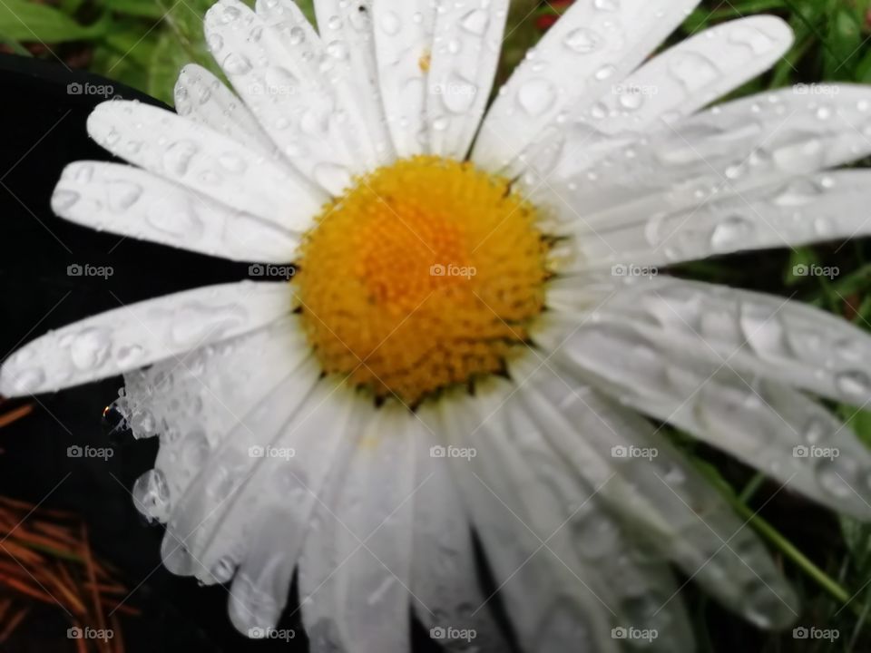Drops. Flower