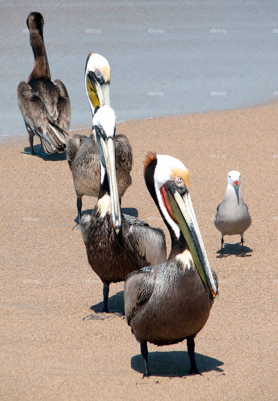 Beach birds in Mexico. Beach birds in Puerto Vallarta, Mexico