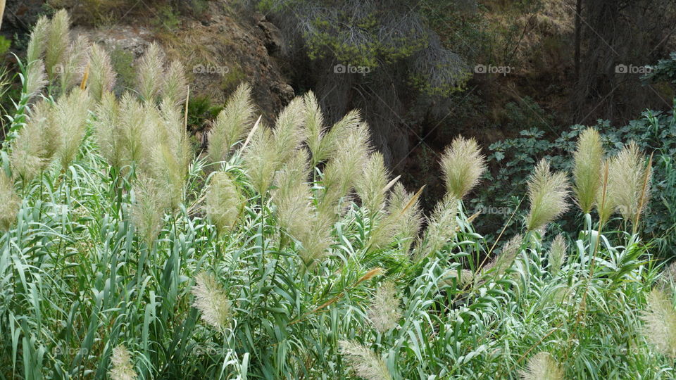 Plants#nature#vegetation#flowers#blossom#greengrass