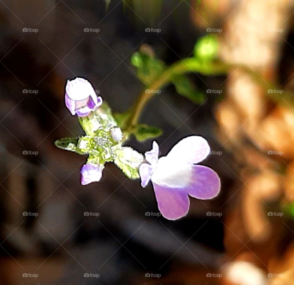 collinsia in purple and white green leaves and stem appear to be floating in the air foap mission plants all around us