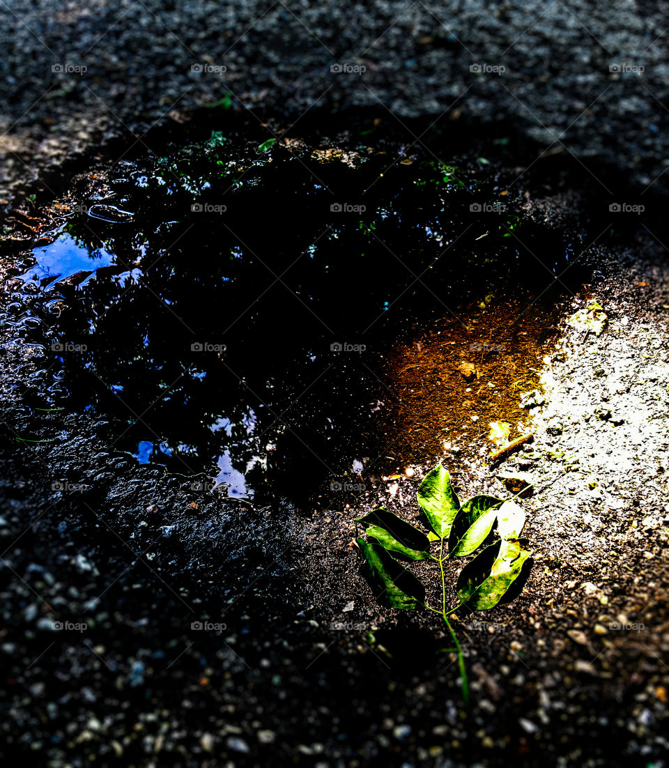Rain Puddle