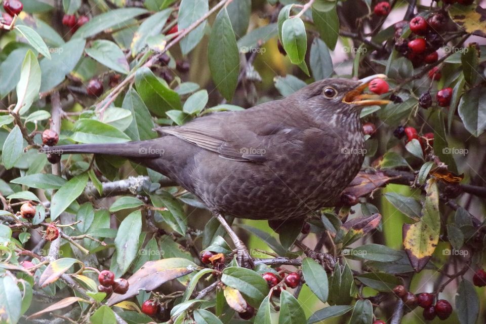 female blackbird swallows red berries :)