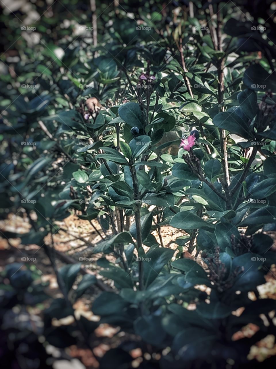 Nice bushes with flowers 