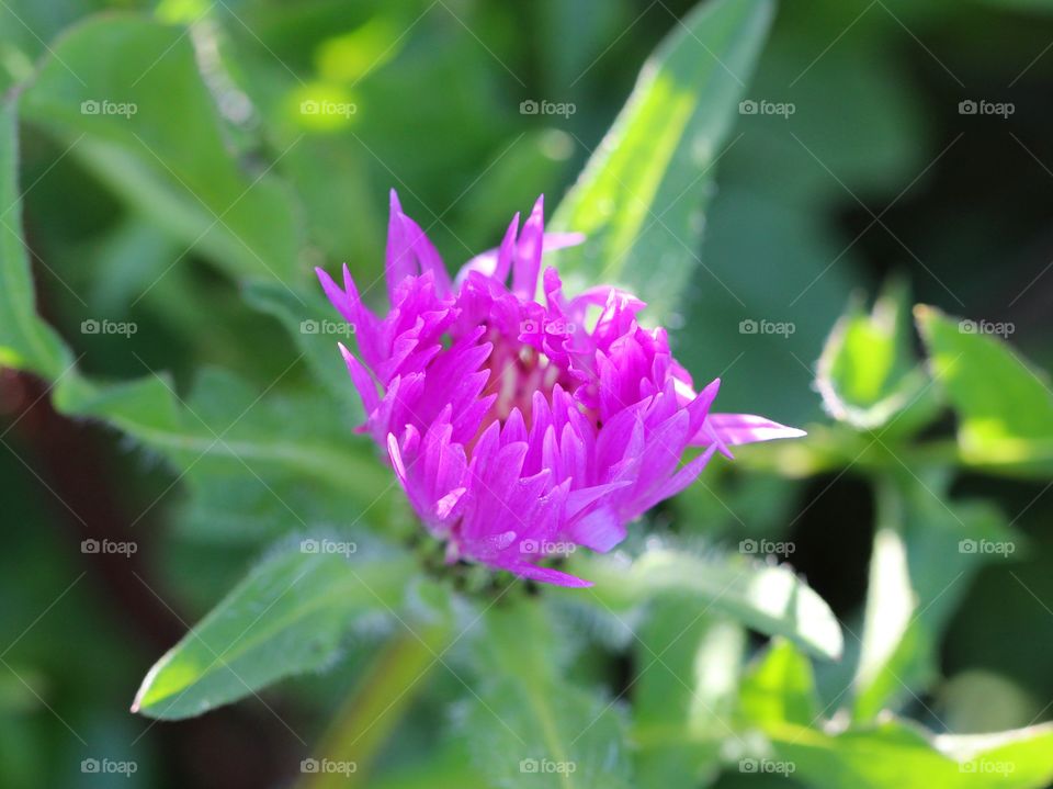 Beautiful macro pink flower 