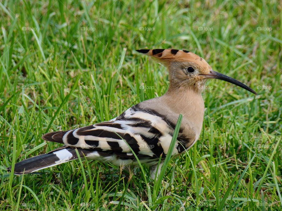 Bird hoopoe on the lawn 🕊️
