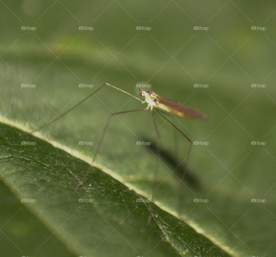 A macro shot over a mosquito as small as a finger.