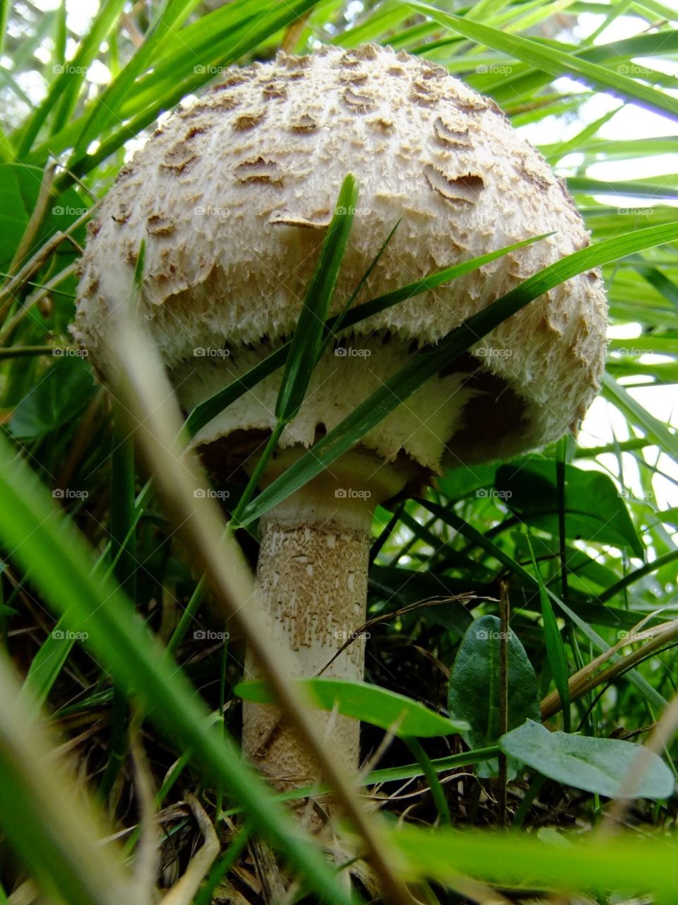 Bog mushroom 