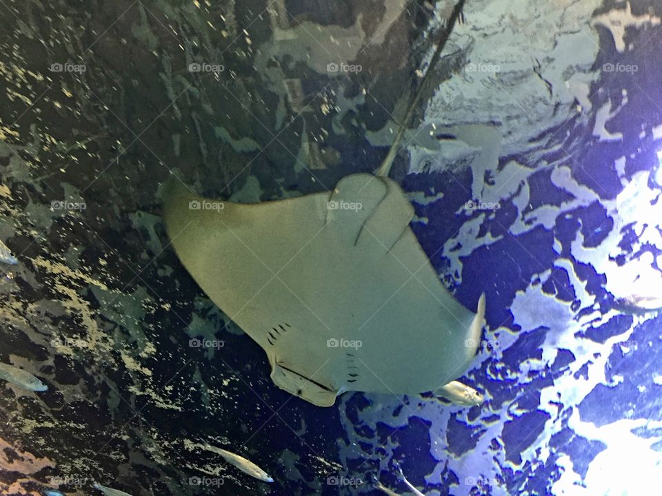 A sting ray glides overhead in a glass tunnel through a tank at an aquarium.