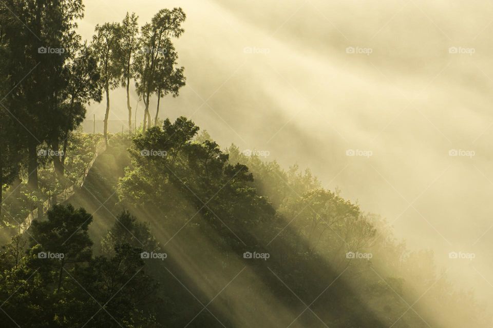 sunlight breaking through the fog and trees in the morning