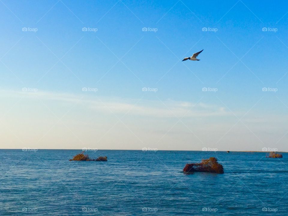 Sea gull flying above the ocean