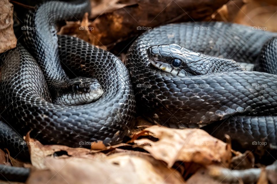 A good sign of Spring...critters cozy up to make more critters. Yates Mill County Park, Raleigh, North Carolina. 