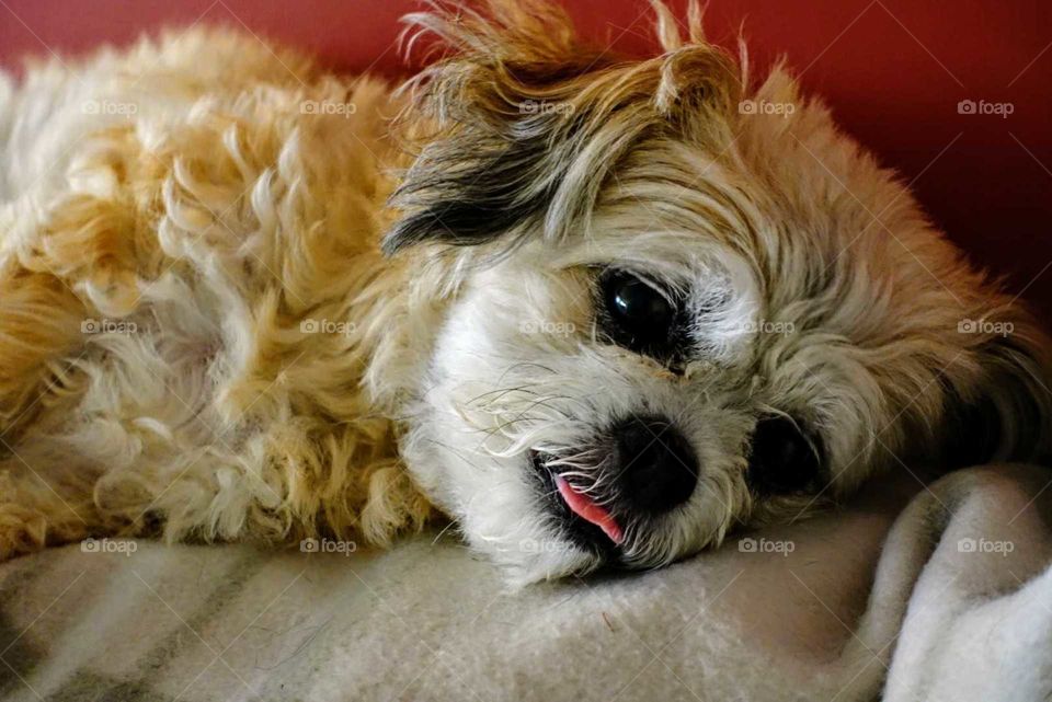 Relaxed & content Doggie