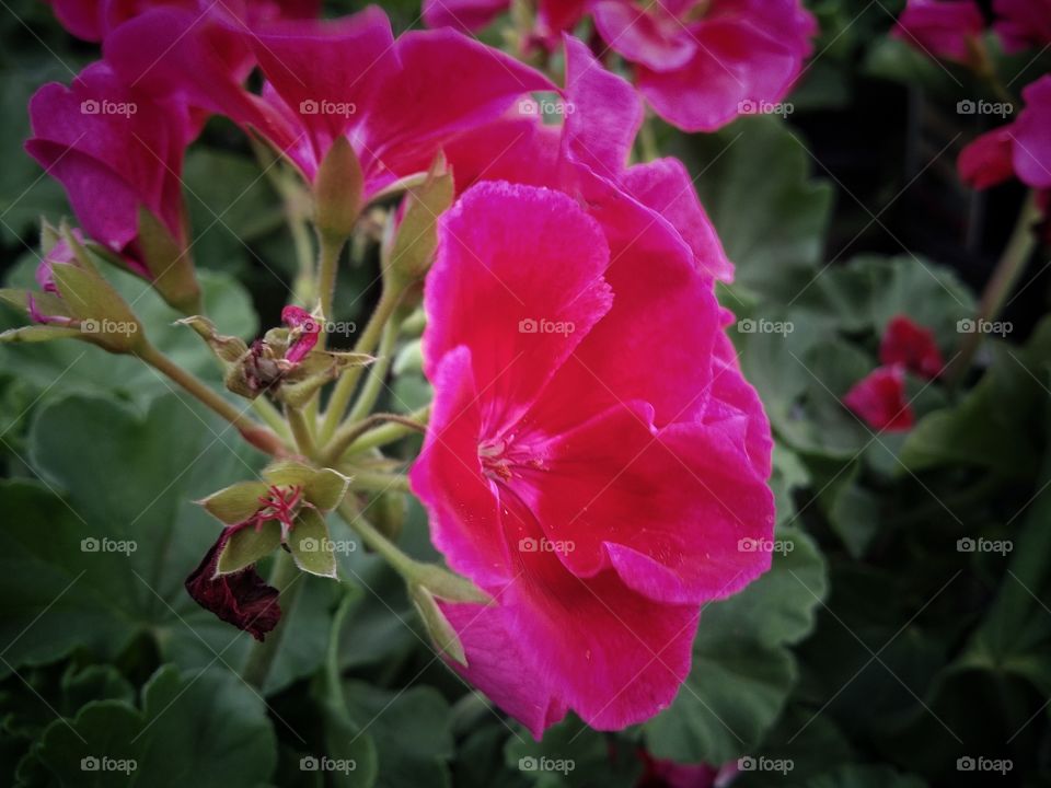 Two Tone Pink Geraniums