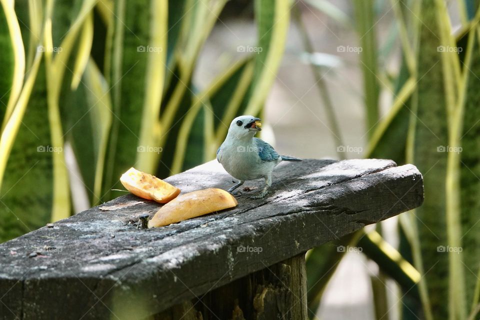 Blue-gray Tanager at the feeder eating a mango in Yucatan, Mexico