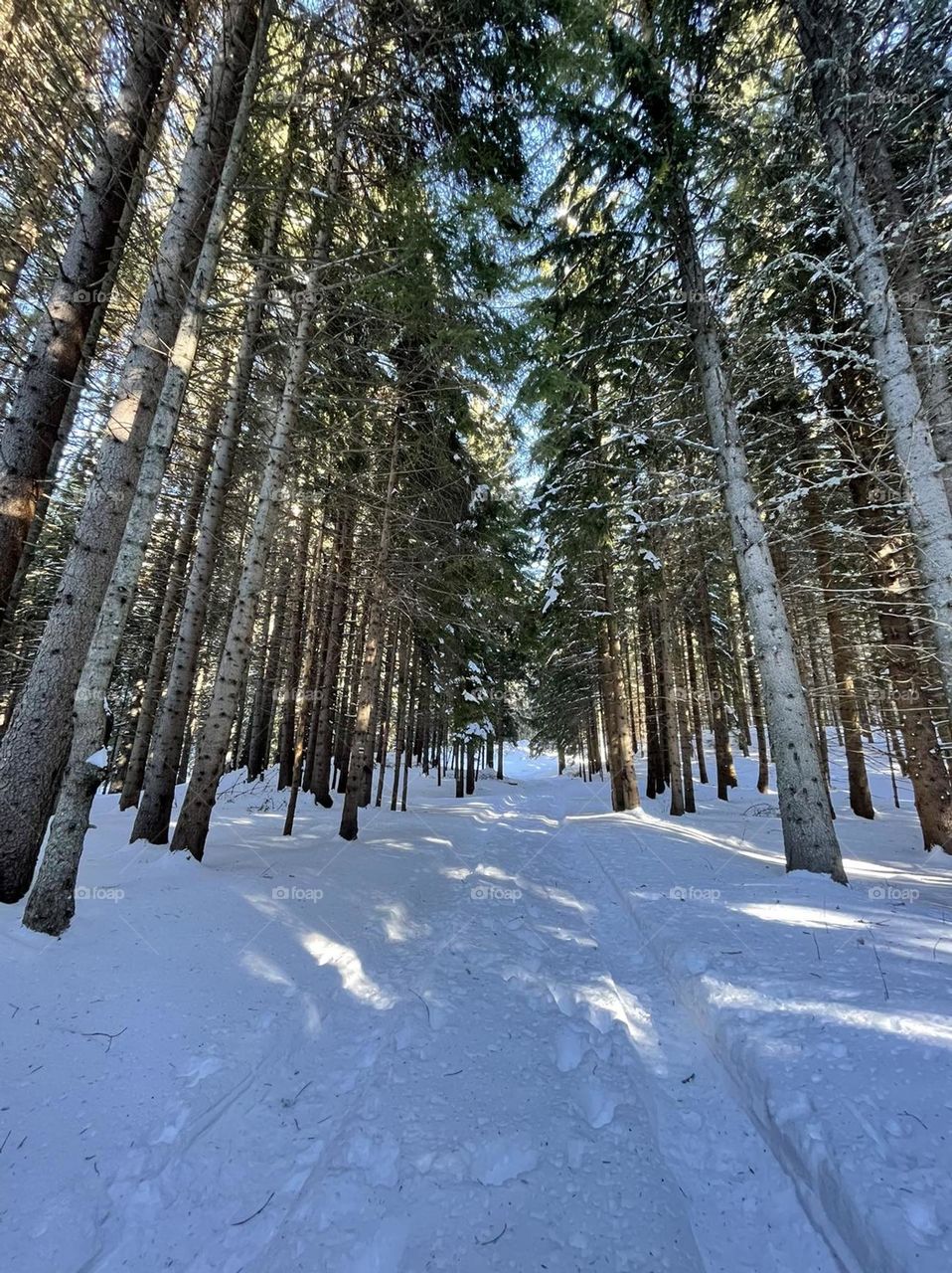 a walk in the forest