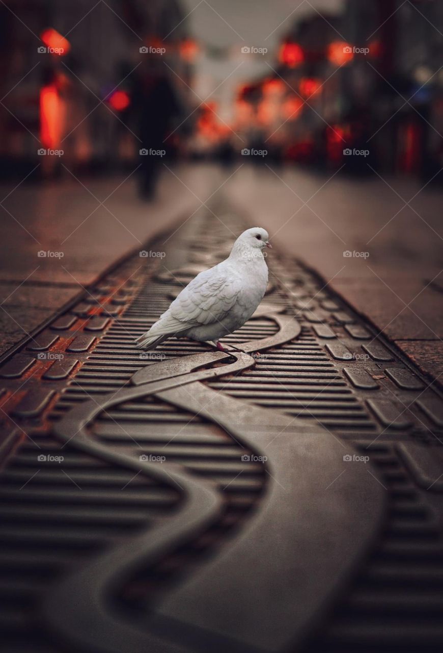 peace dove