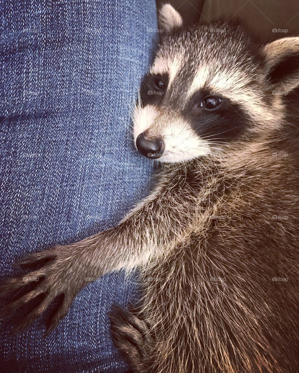 A few raccoon hugs never hurt anybody.