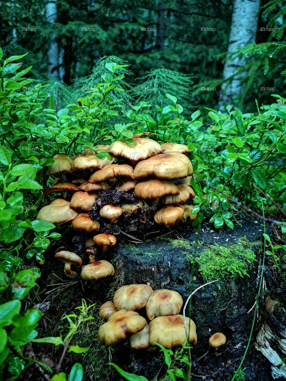 Mushrooms2