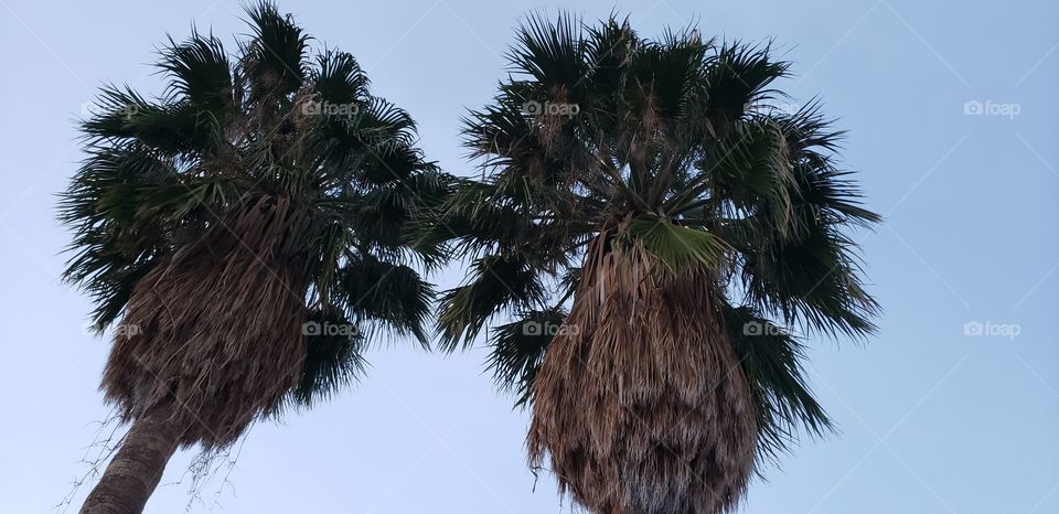 palm trees