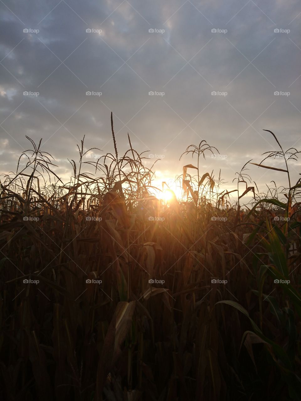 corn sunrising