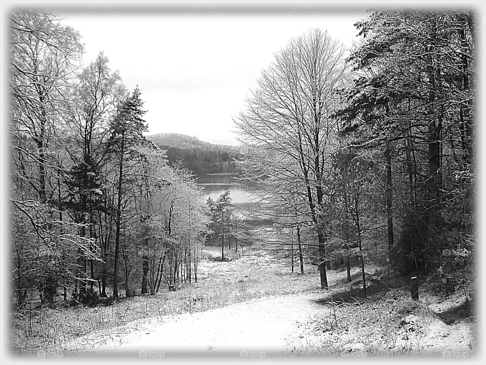 halland sweden snow winter trees by eksw