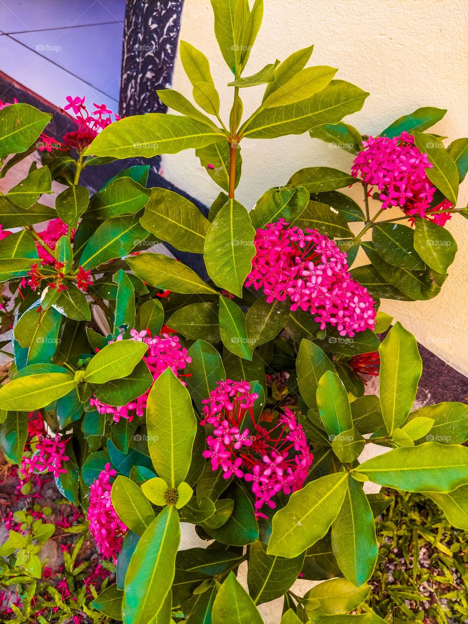 flores da frete da minha casa