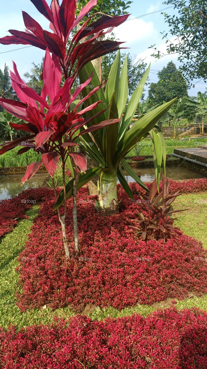 the reddish plant harmonized the green