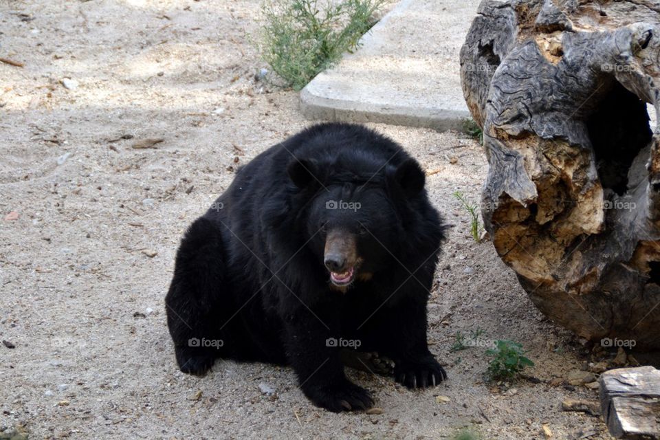 A black bear