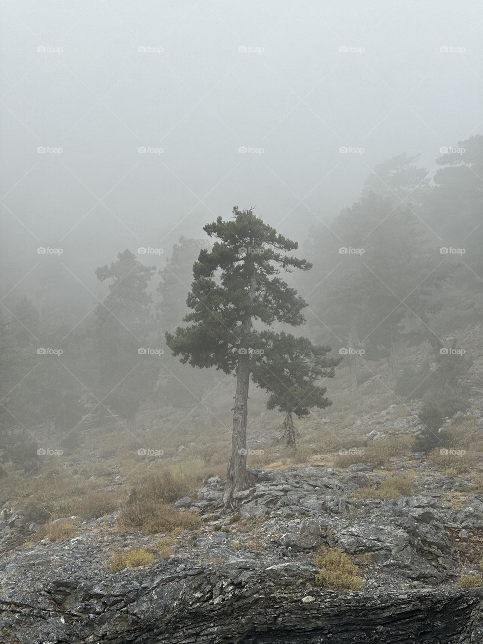 Туманный лес в горах. Foggy forest.