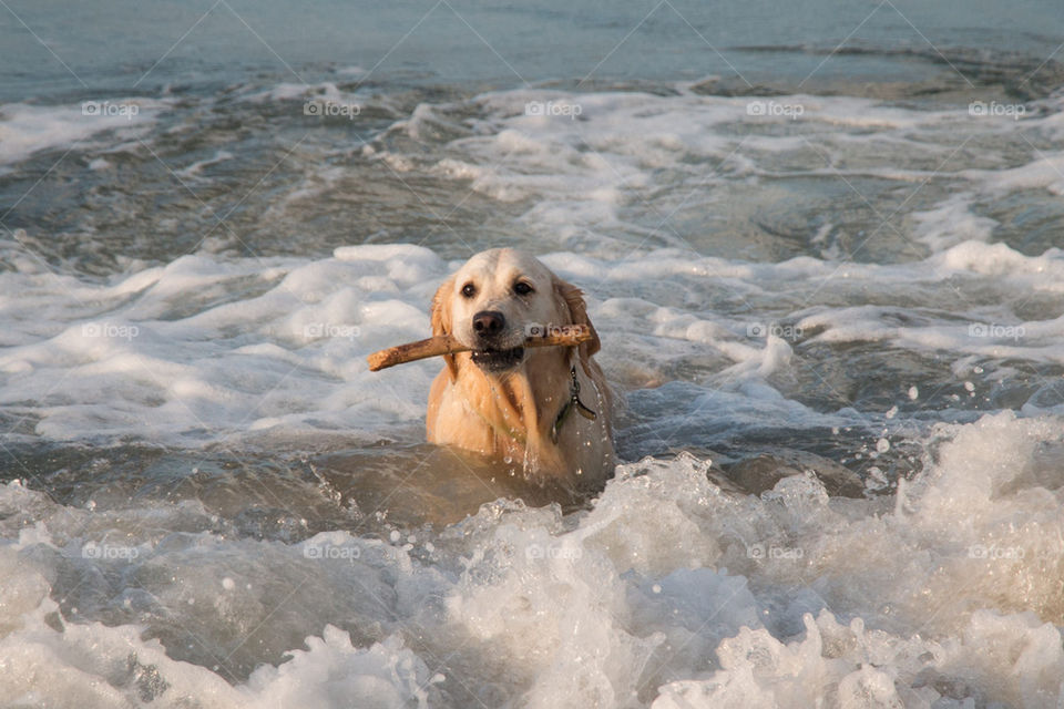 Retriever  retrieving 