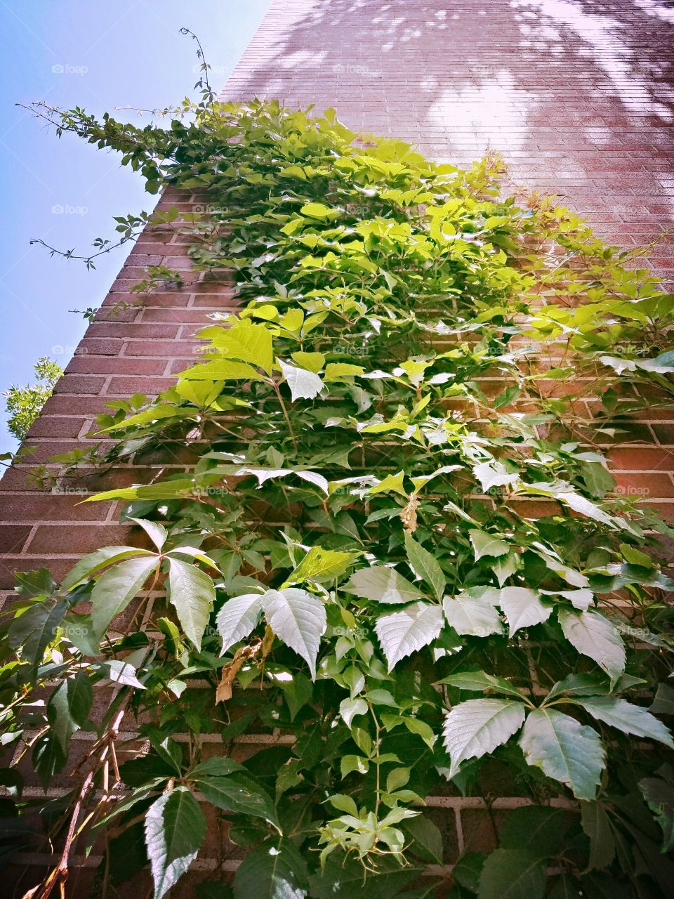 Leaf, Flora, Nature, No Person, Summer