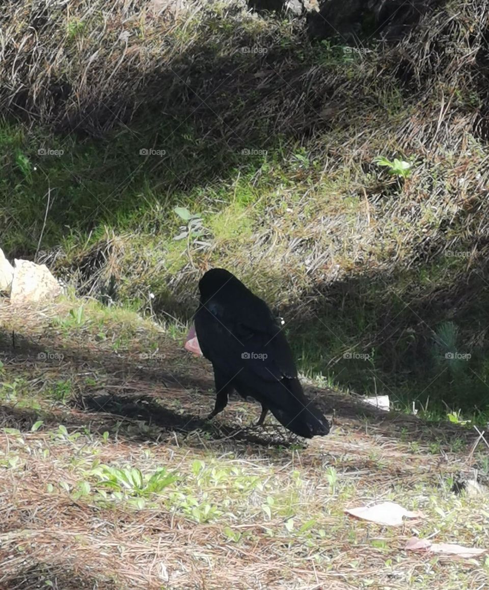 el gran cuervo al acecho de cualquier cosa que se pueda comer gran canaria pinar de tamadaba
