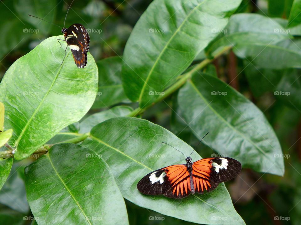Red lacewing butterfly