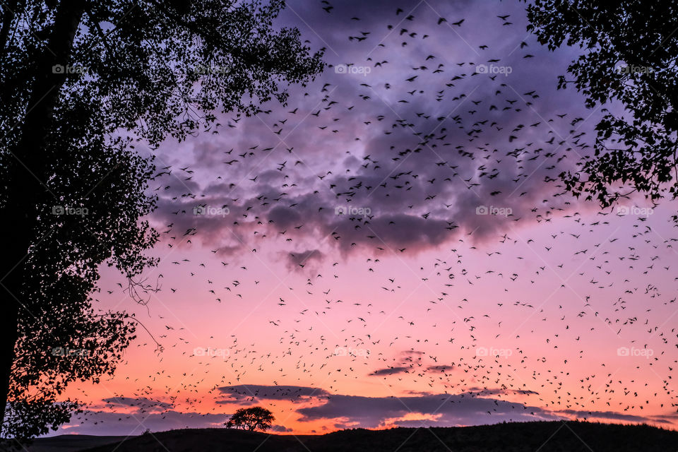 Birds in sunset