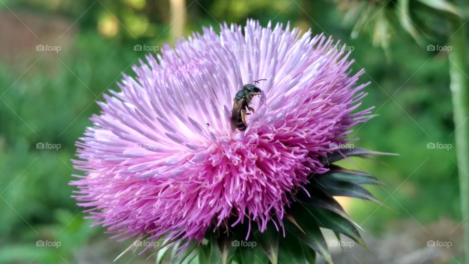 Nature, Flower, Flora, No Person, Garden