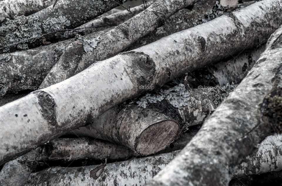 Birch Wood