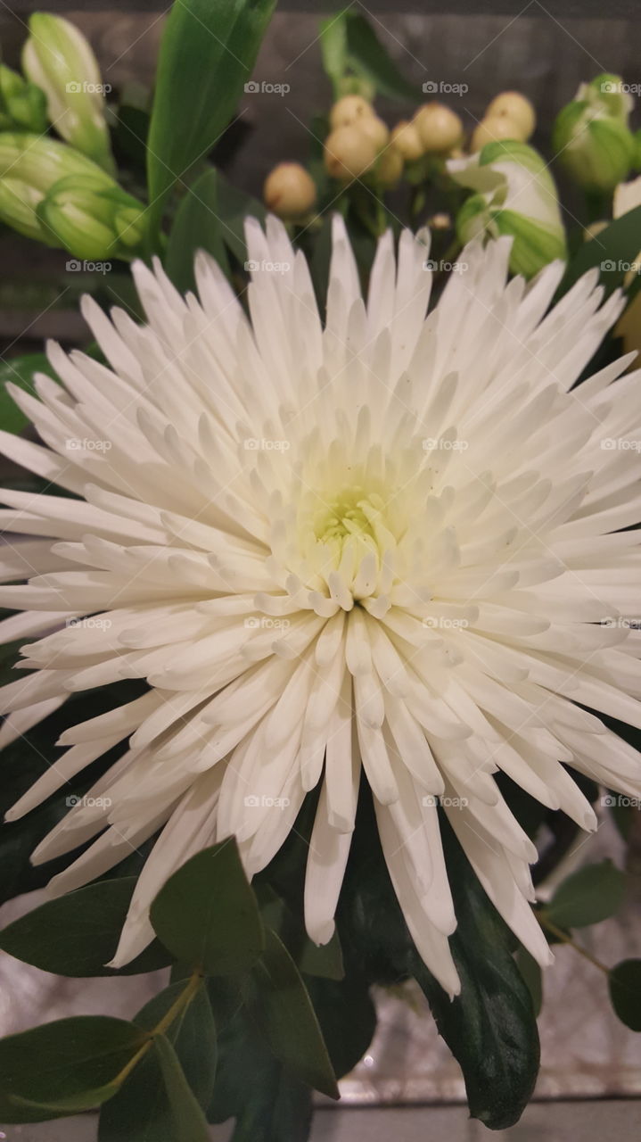 chrysantemum